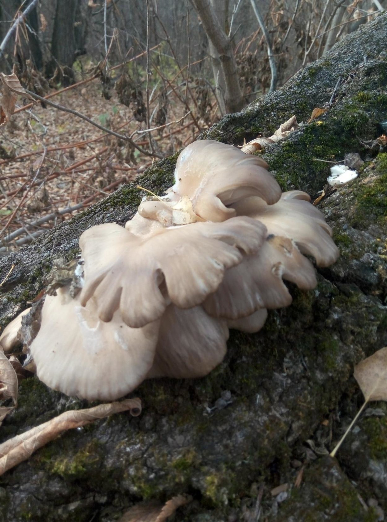 Вёшенка устричная (Pleurotus ostreatus)