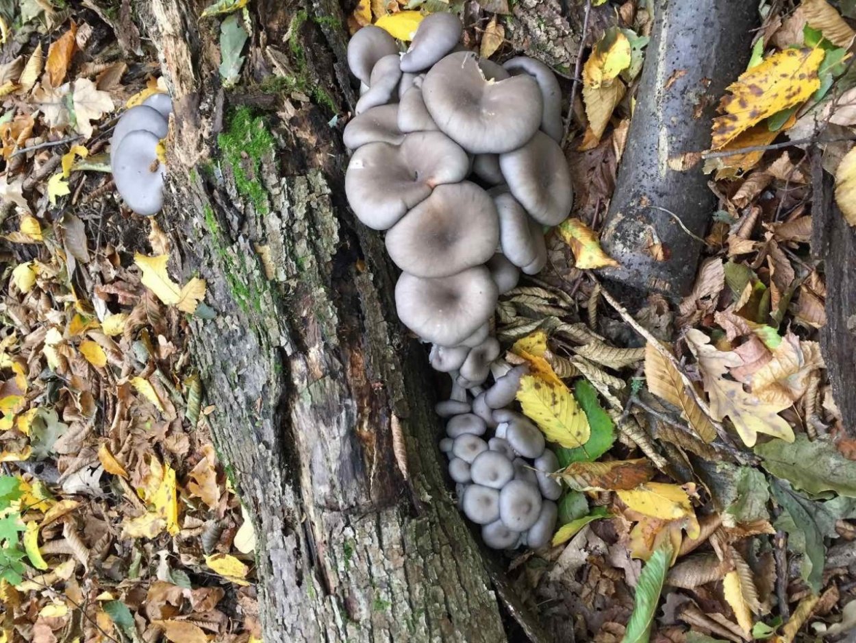 Вешенка Лесная ложная