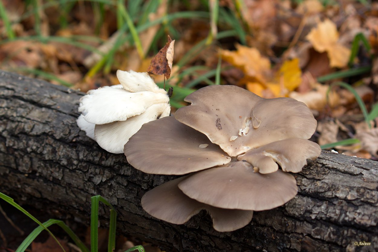 Вешенка Лесная