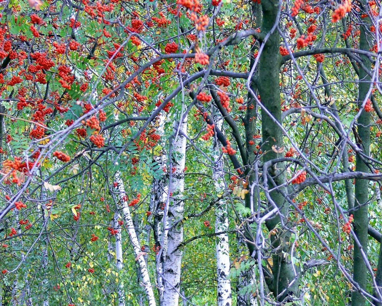 Береза и рябина