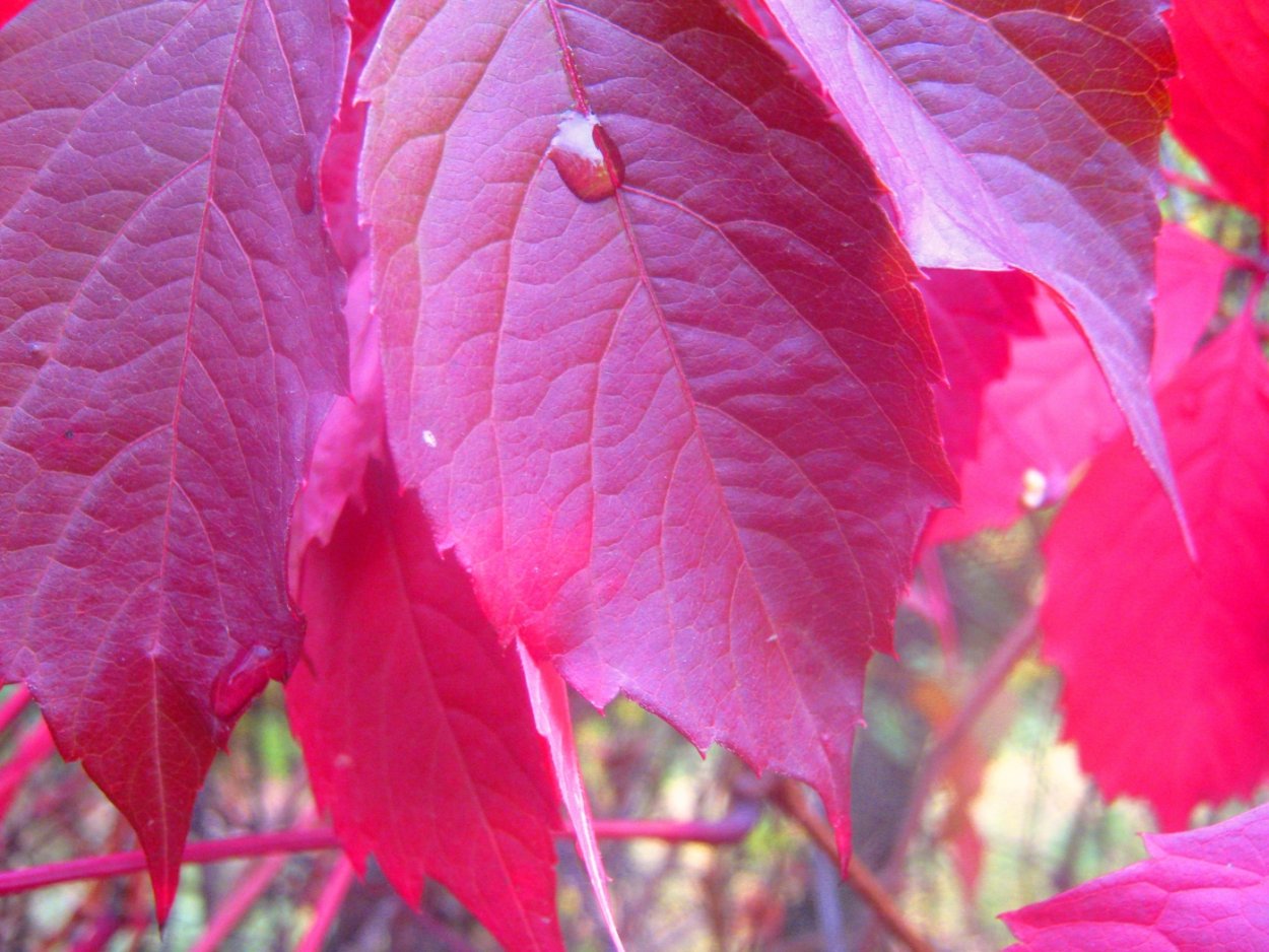 Листья растений