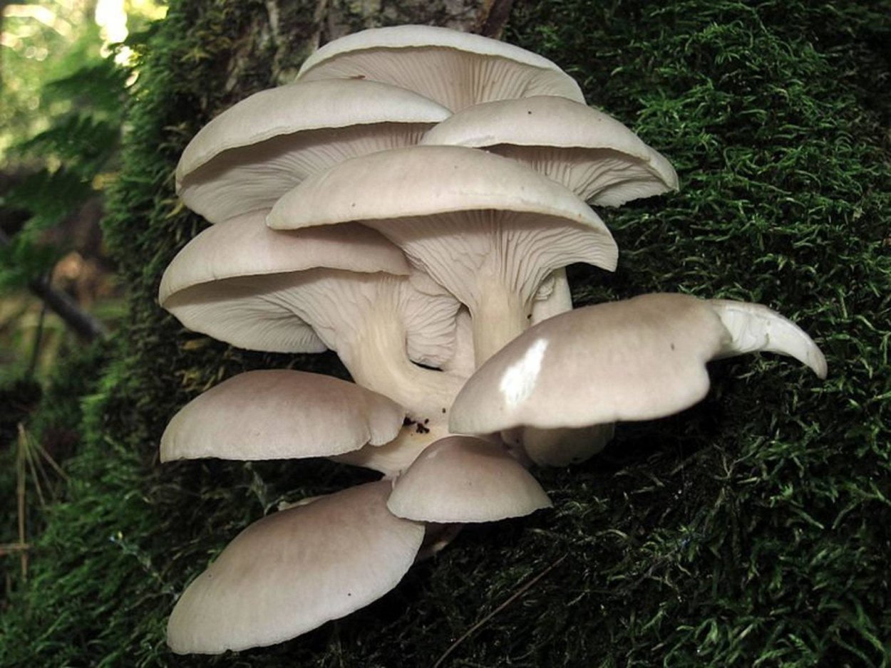 Вешенка устричная (Pleurotus ostreatus)