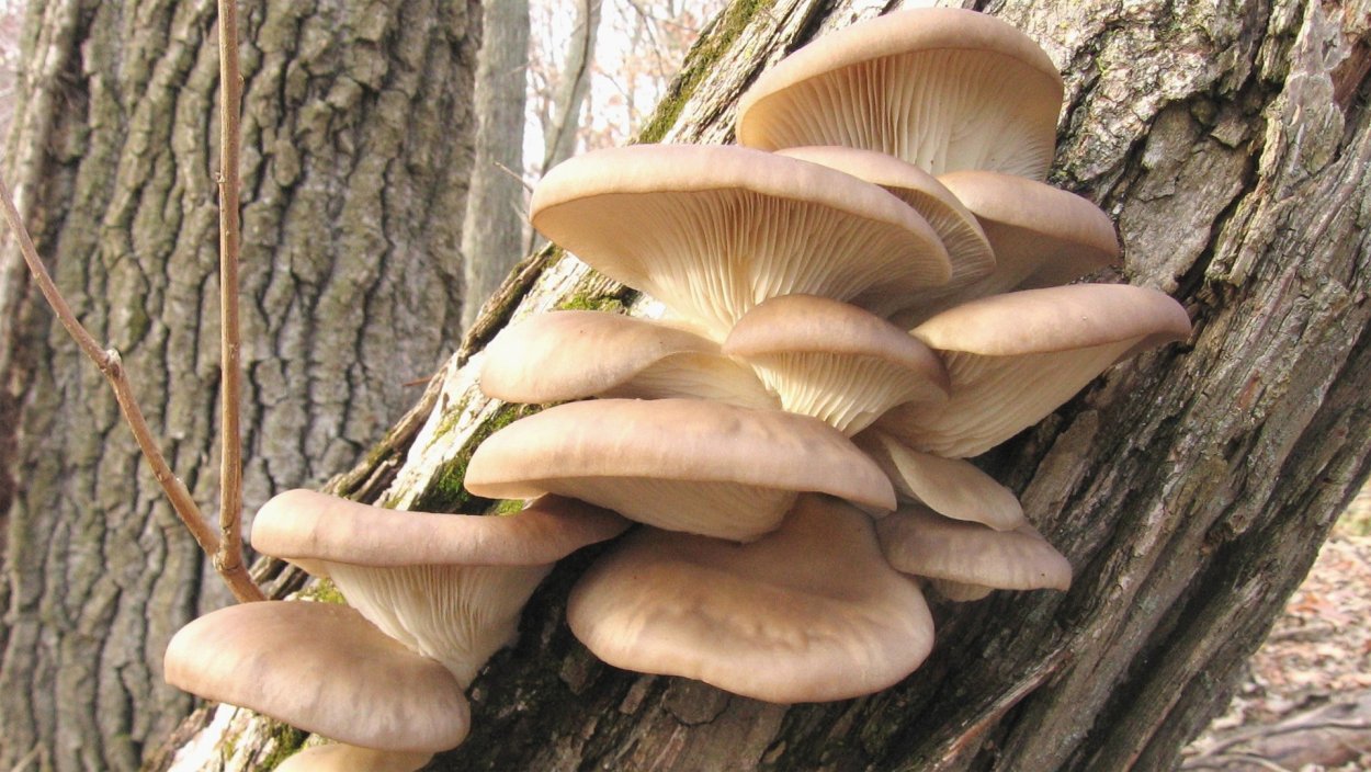 Вешенка обыкновенная