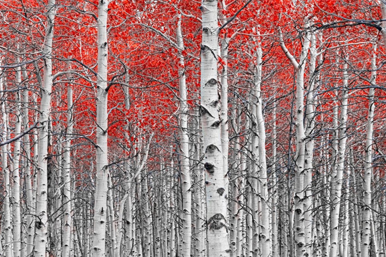 Береза с красными листьями