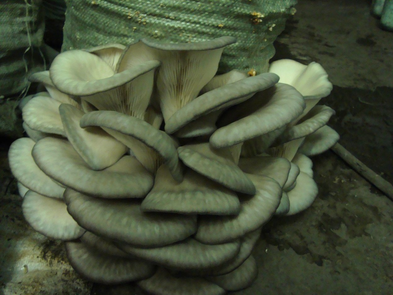 Вешенка Лесная ложная