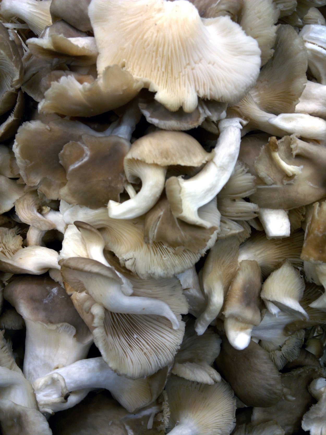 Вешенка Лесная