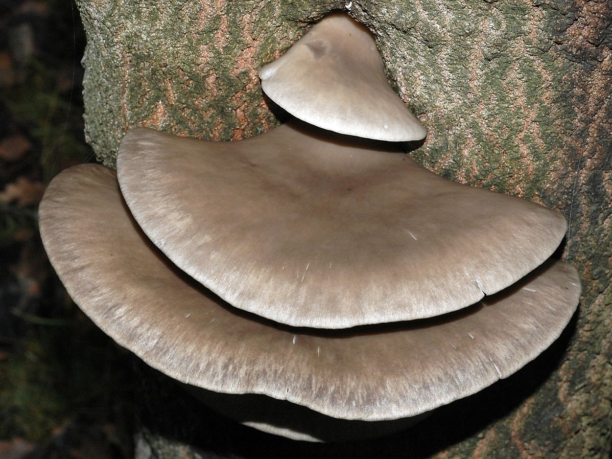 Pleurotus ostreatus гриб