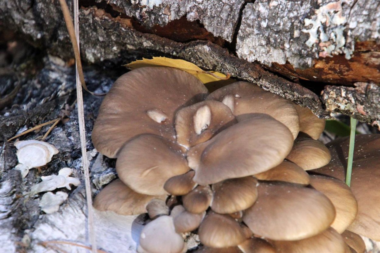 Вешенка Лесная ложная