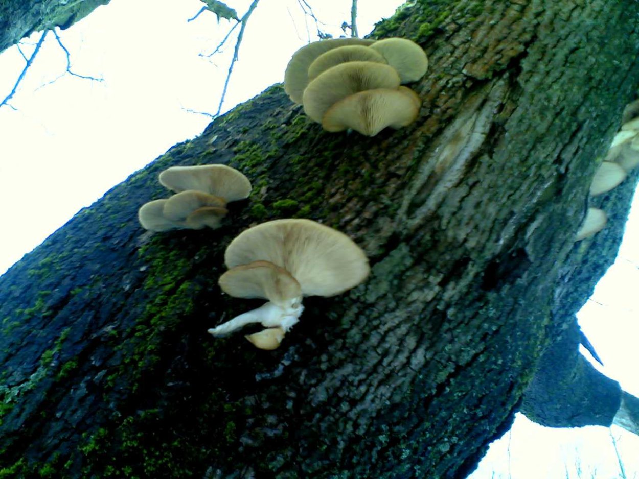 Вешенки в Подмосковье