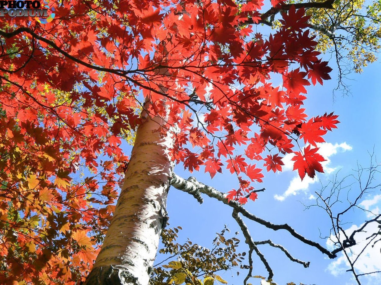 Клен красный Октобер Глори