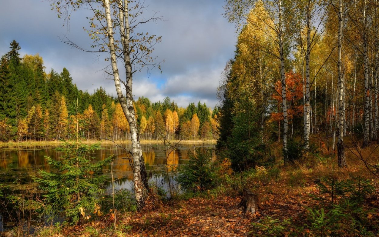 Осень береза у реки