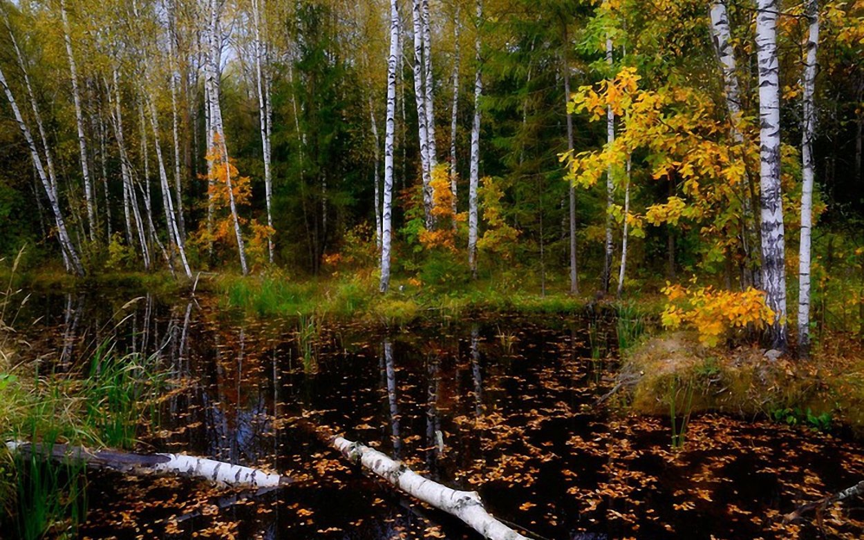 Березово-Сосновый заболоченный лес