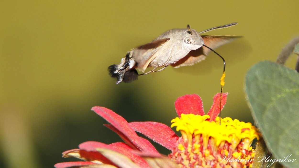 Бабочка Бражник пьет нектар