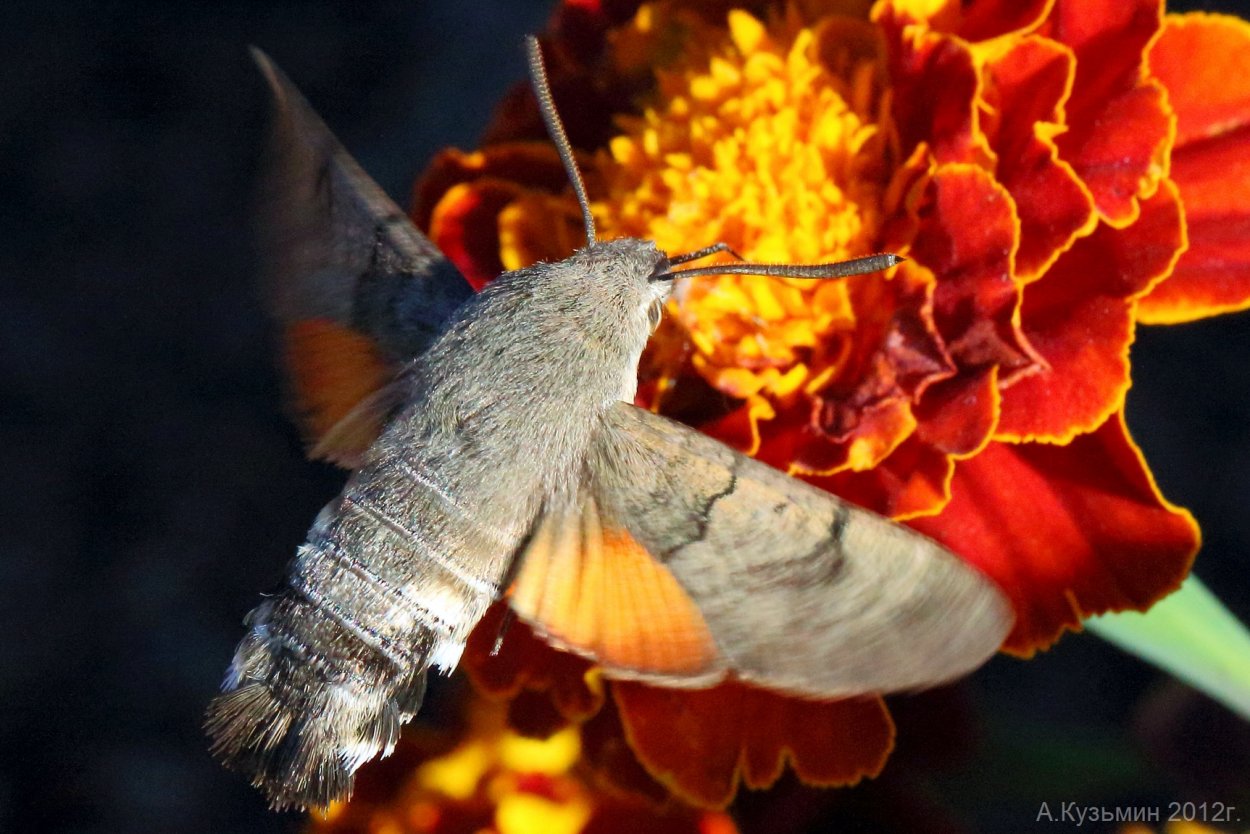 Мотылек языкан обыкновенный