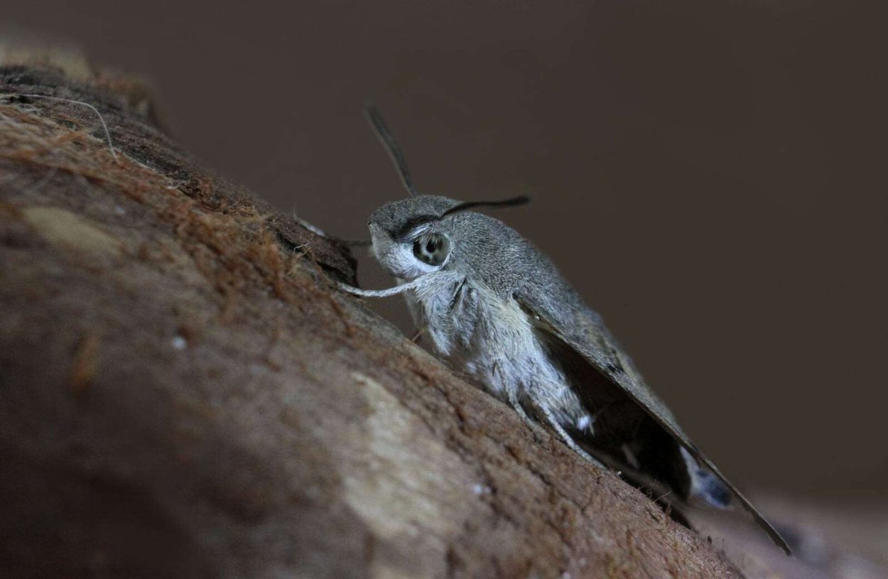 Бабочка Бражник Колибри