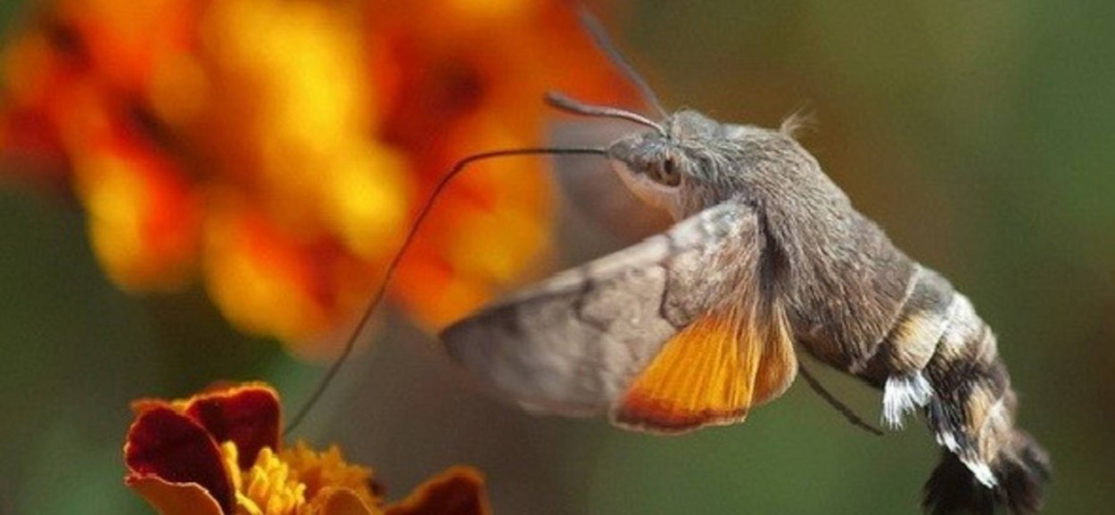 Бабочка языкан обыкновенный