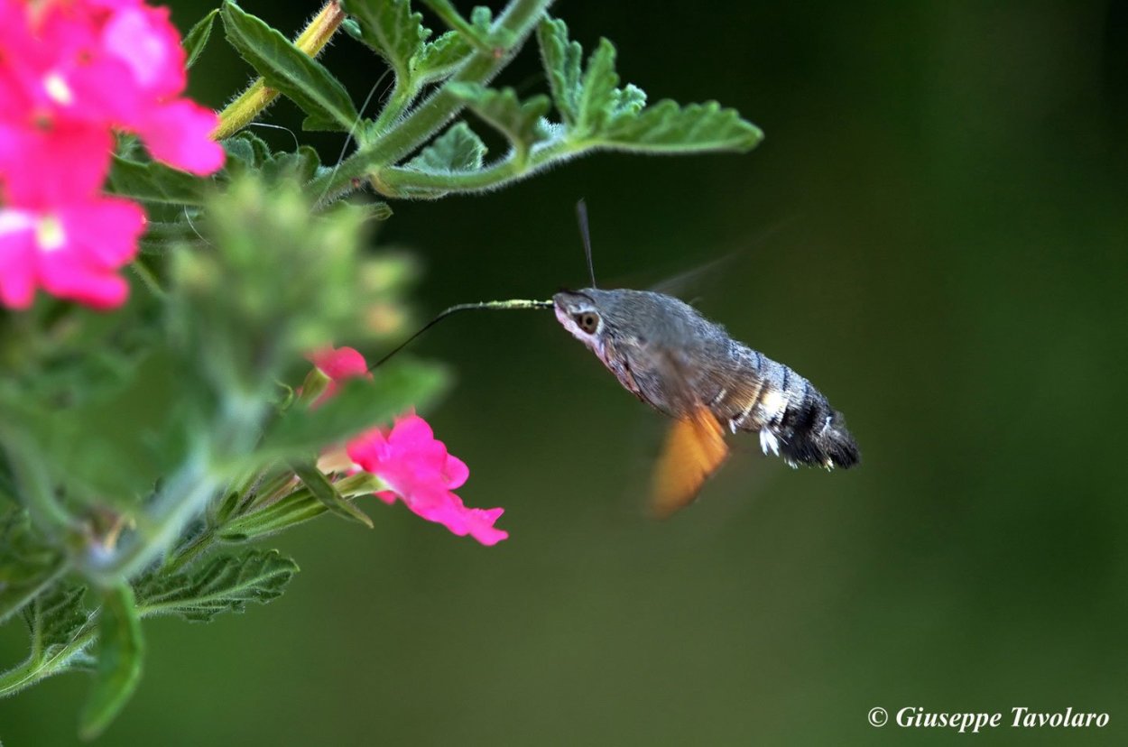 Бражник языкан обыкновенный
