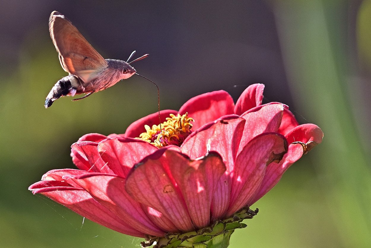Языкан обыкновенный