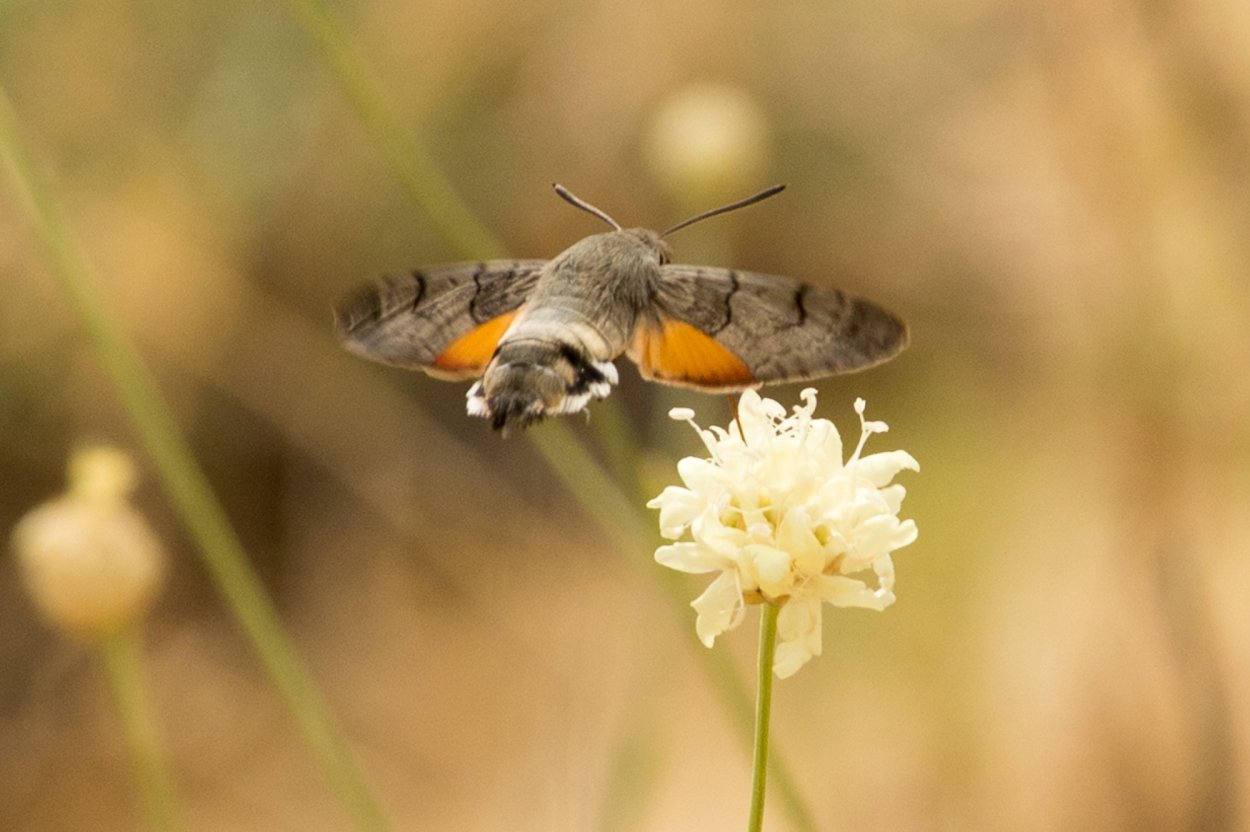 Бражник языкан