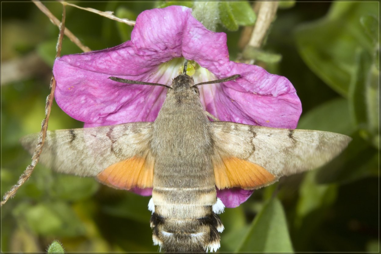 Бражник языкан краснокнижный