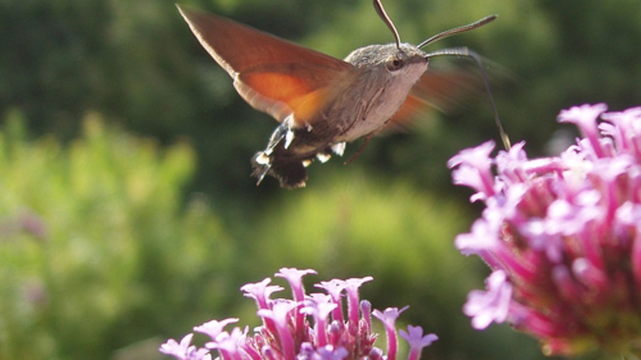Бабочка Бражник языкан
