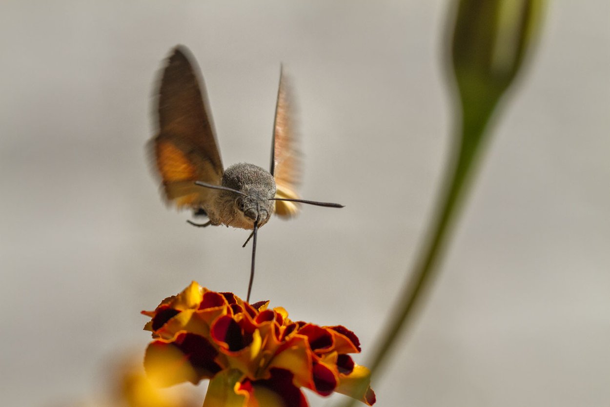 Бабочка Бражник-хоботник