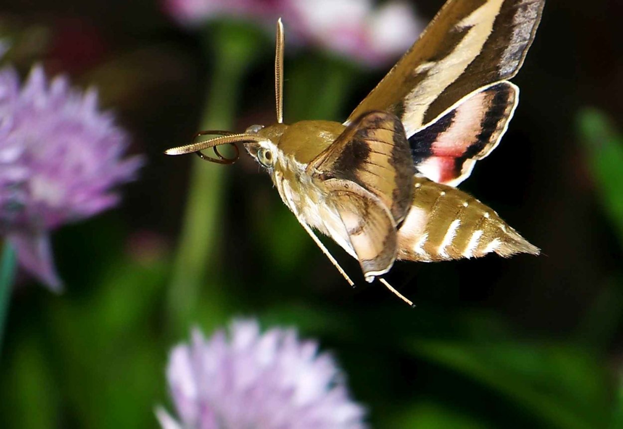 Бражник Подмосковье бабочка
