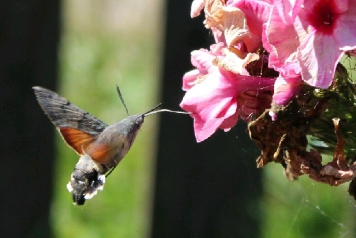 Бражник языкан обыкновенный