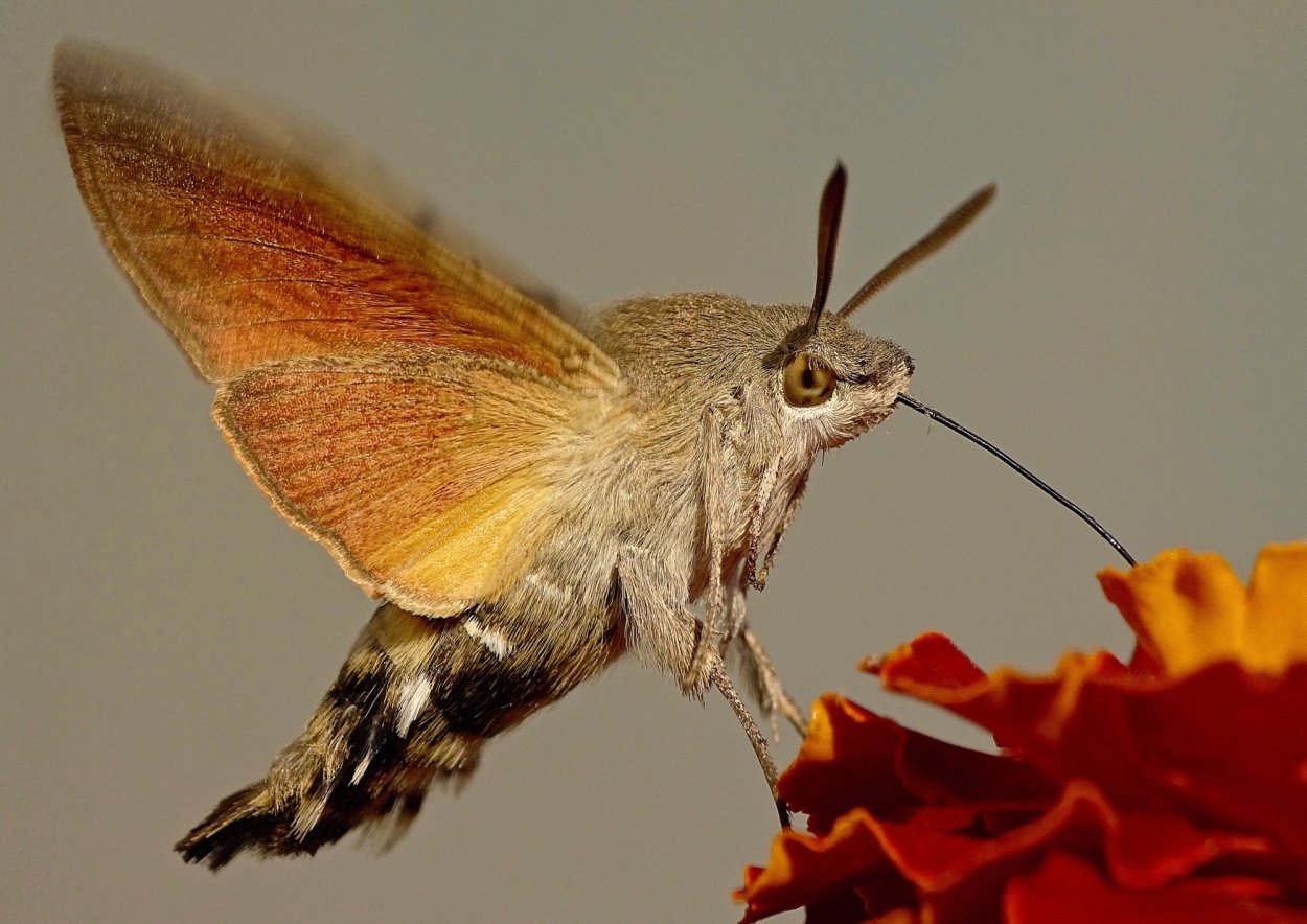 Жук Бражник