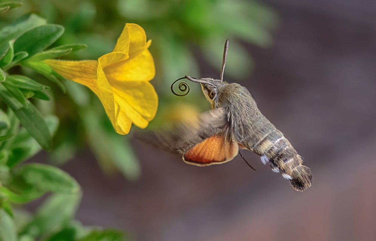 Колибри Хоук моль
