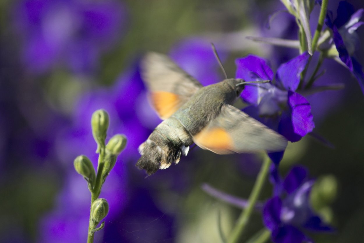 Бабочка Бражник Колибри
