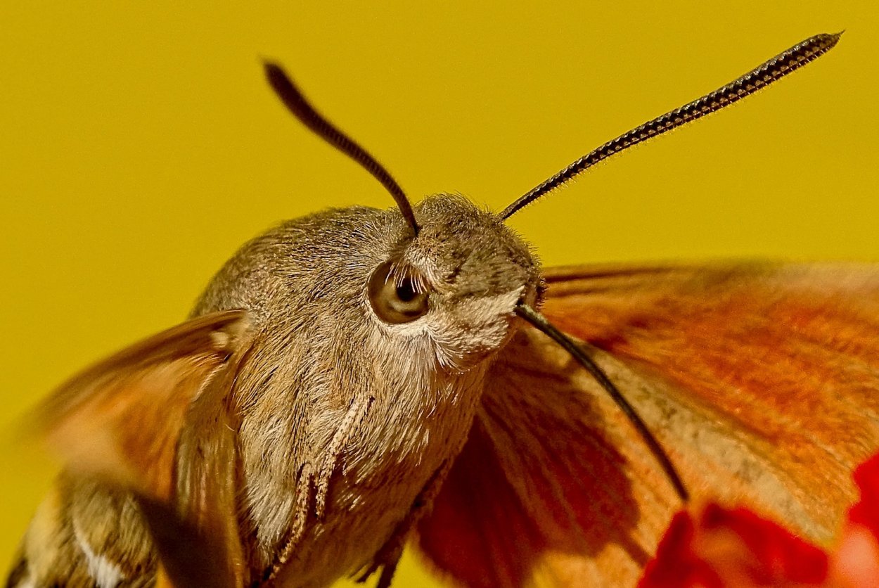 Бражник языкан обыкновенный