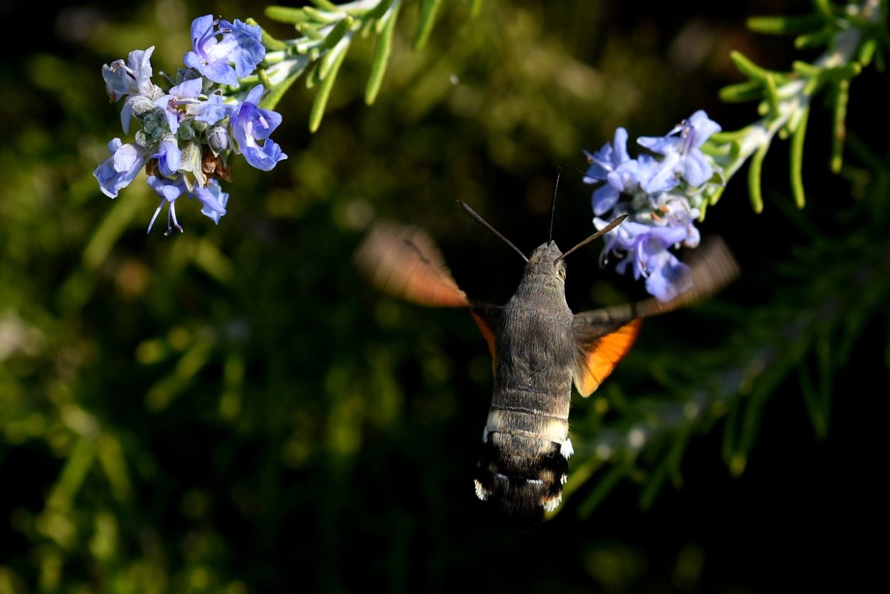 Бражник бабочка