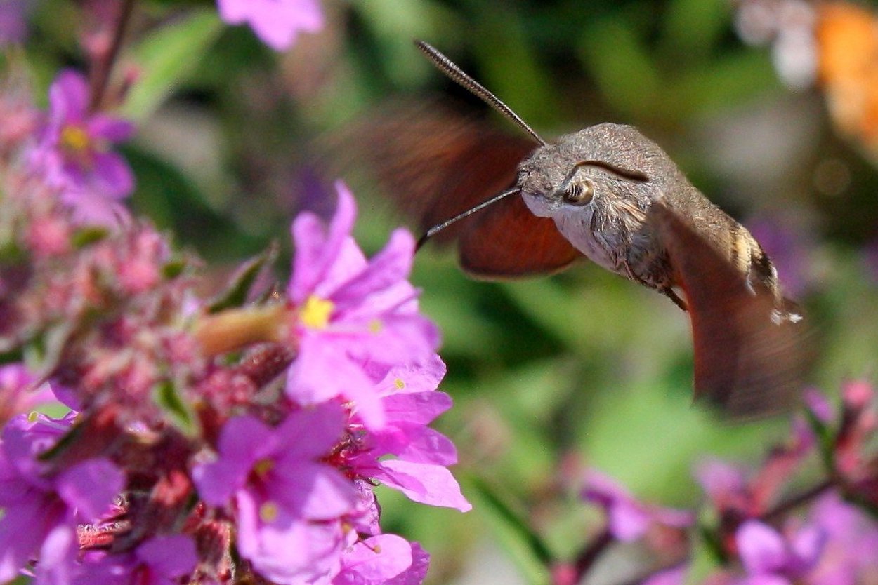 Бабочка Бражник Колибри