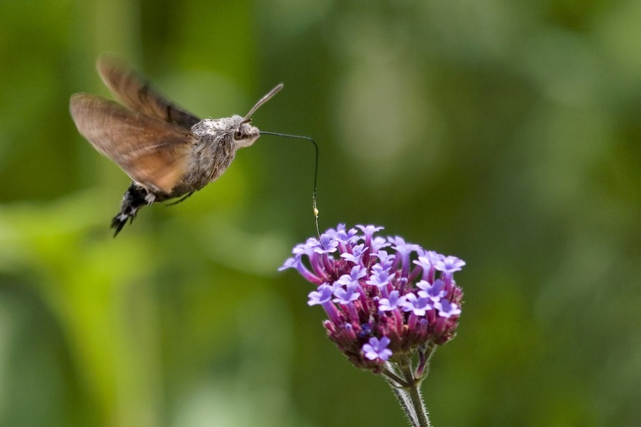 Бражник шмелевидка