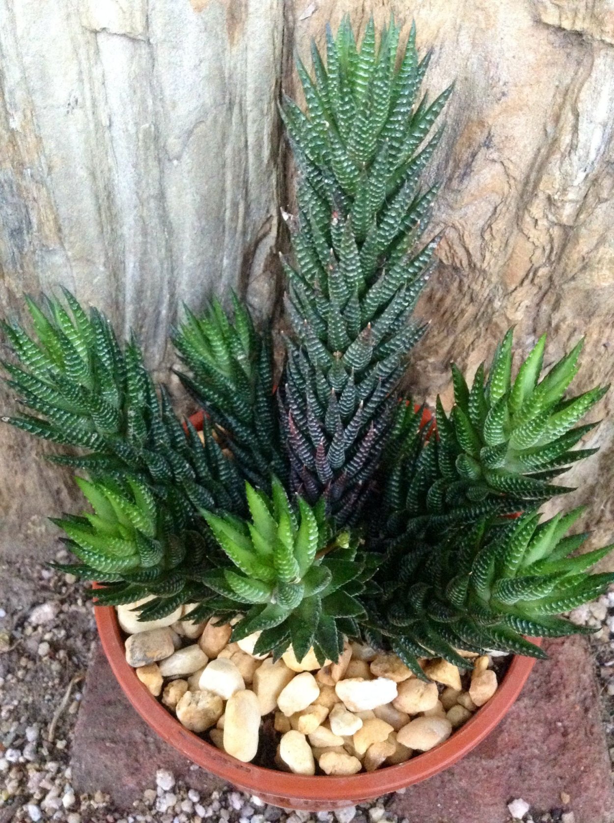 Хавортия Рейнвардта зебрина Haworthia reinwardtii CV. Zebrina