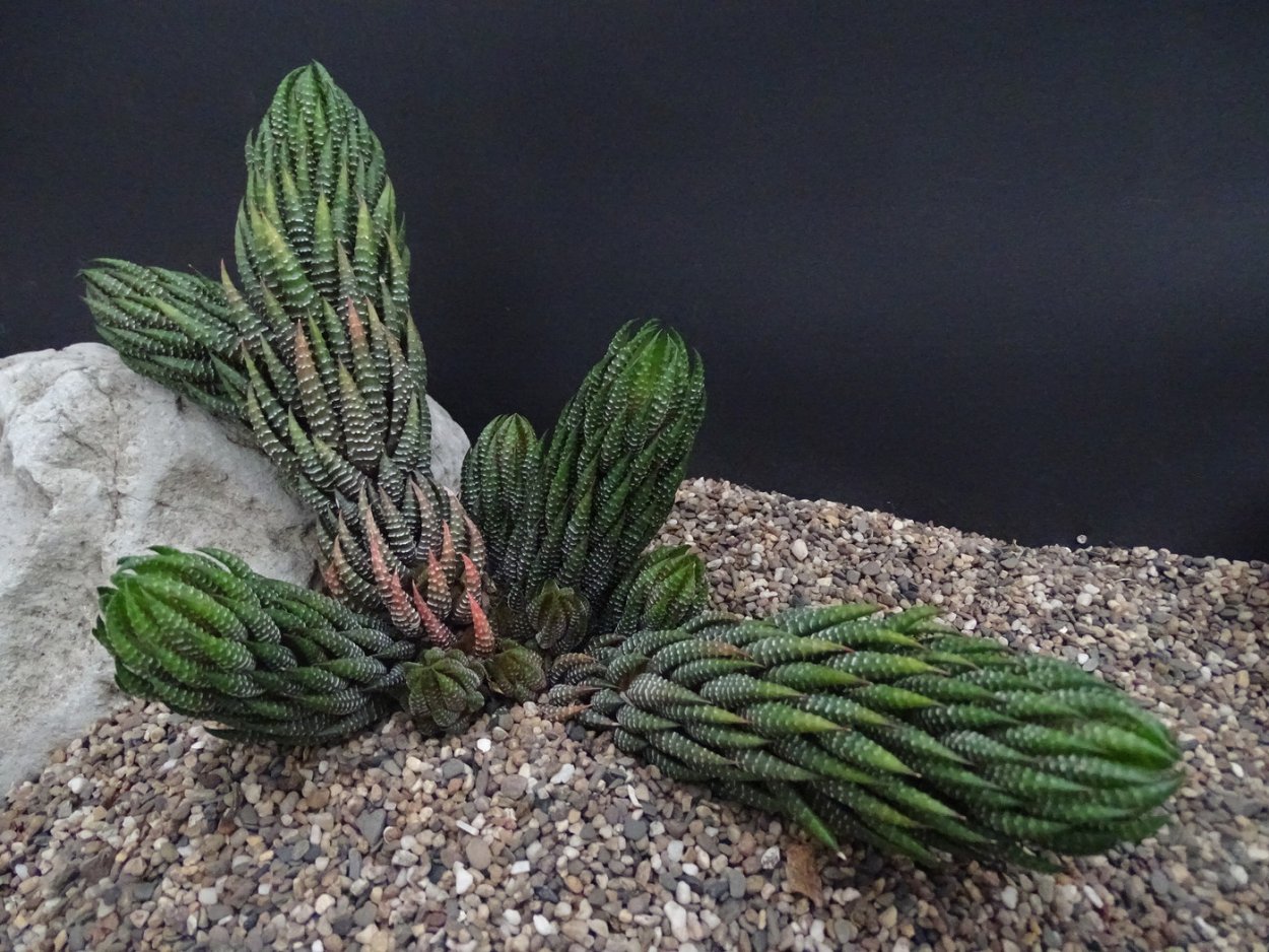 Хавортия Рейнвардта зебрина