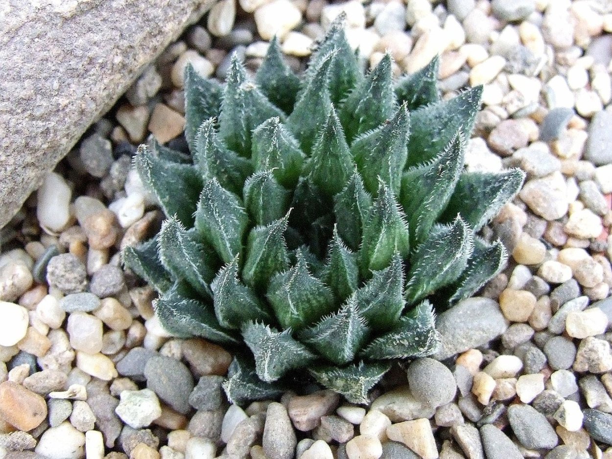 Хавортия спиральная