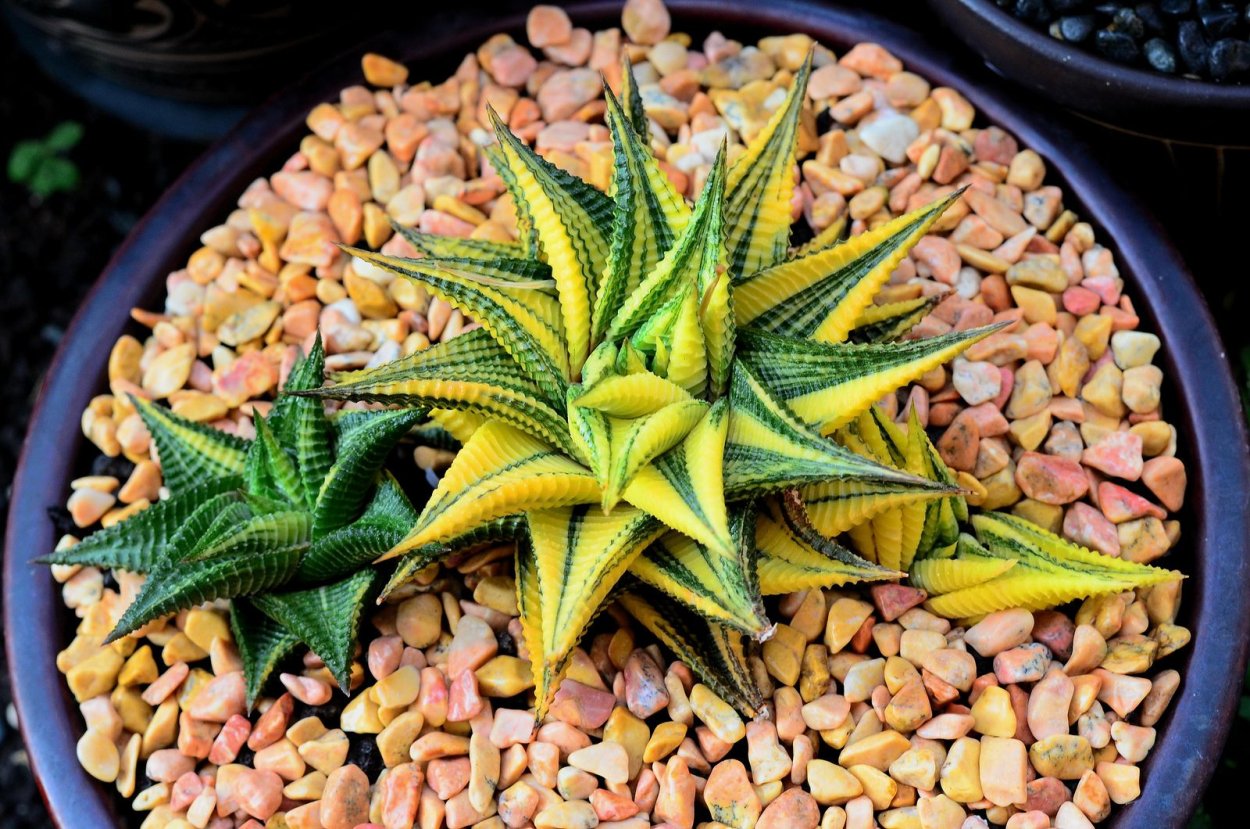 Хавортия зебрина