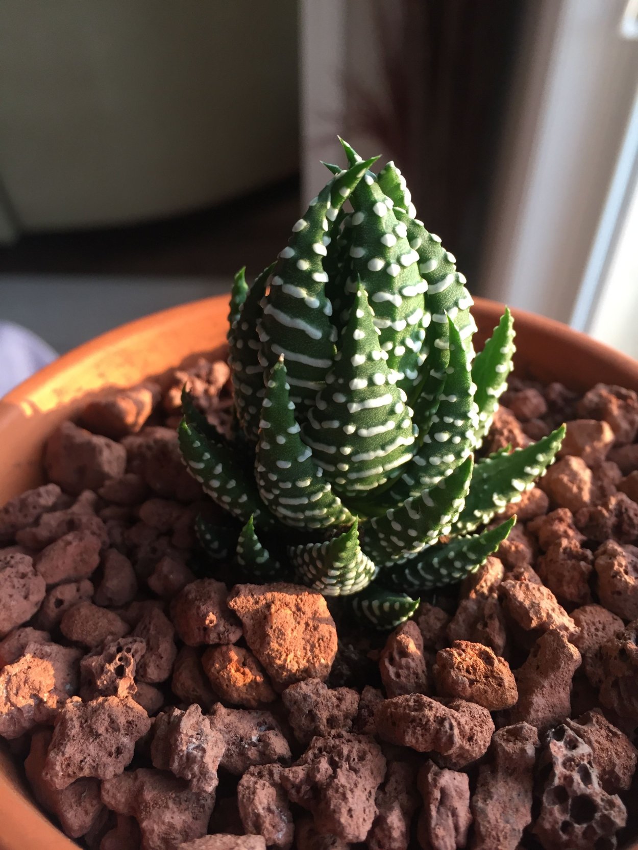 Хавортия reinwardtii