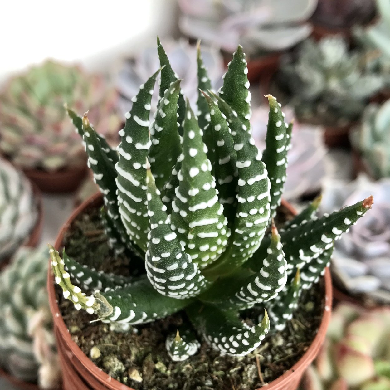 Хавортия reinwardtii