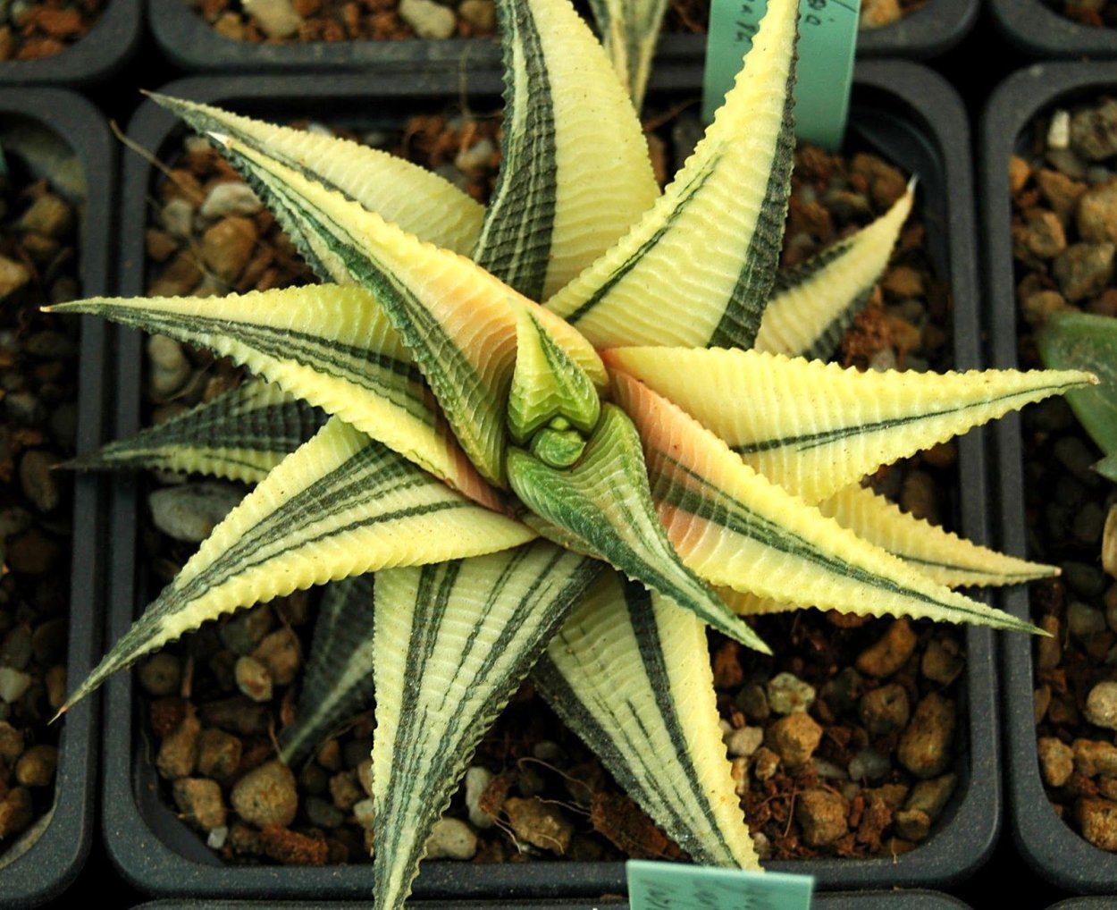 Haworthia pubescens