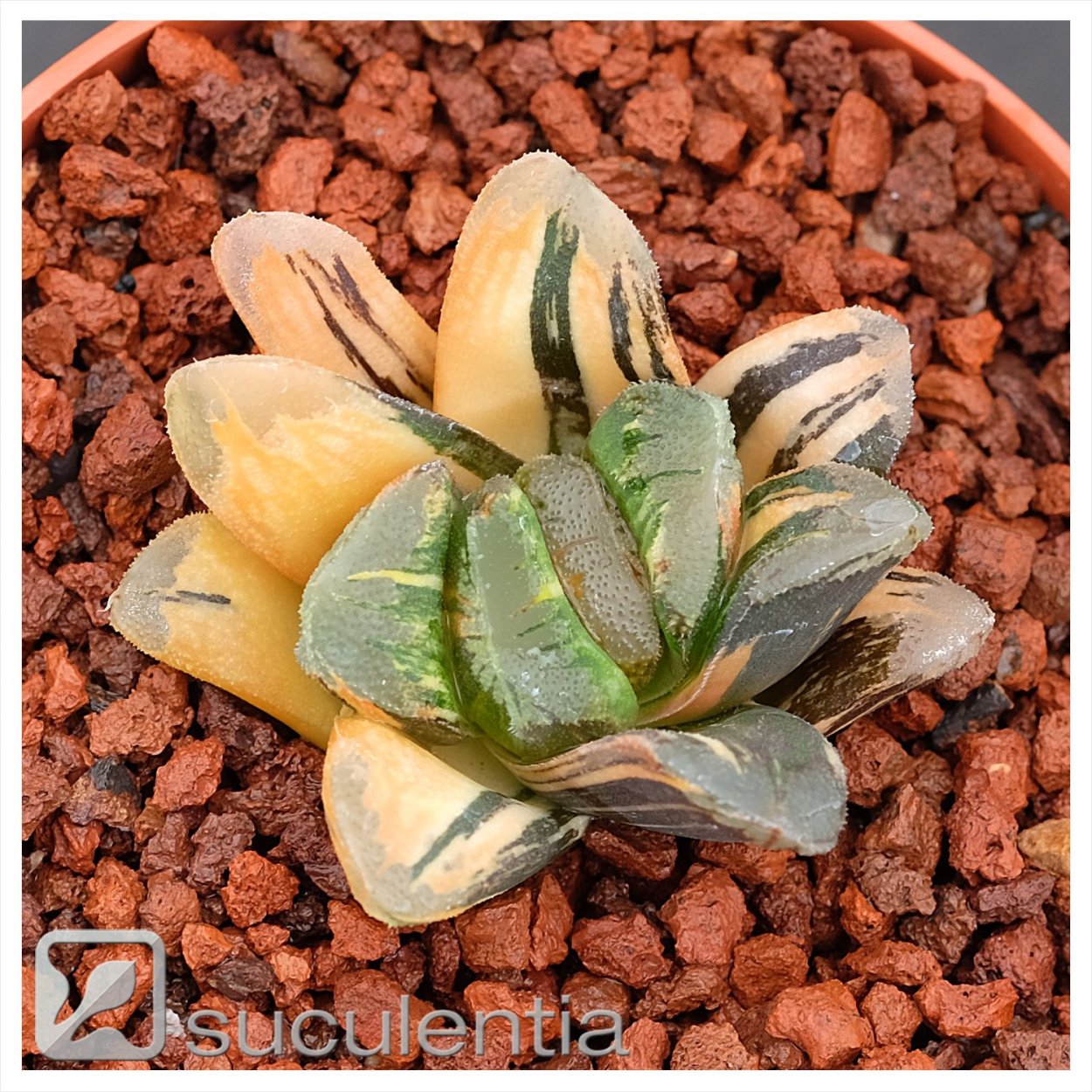 Хавортия limifolia