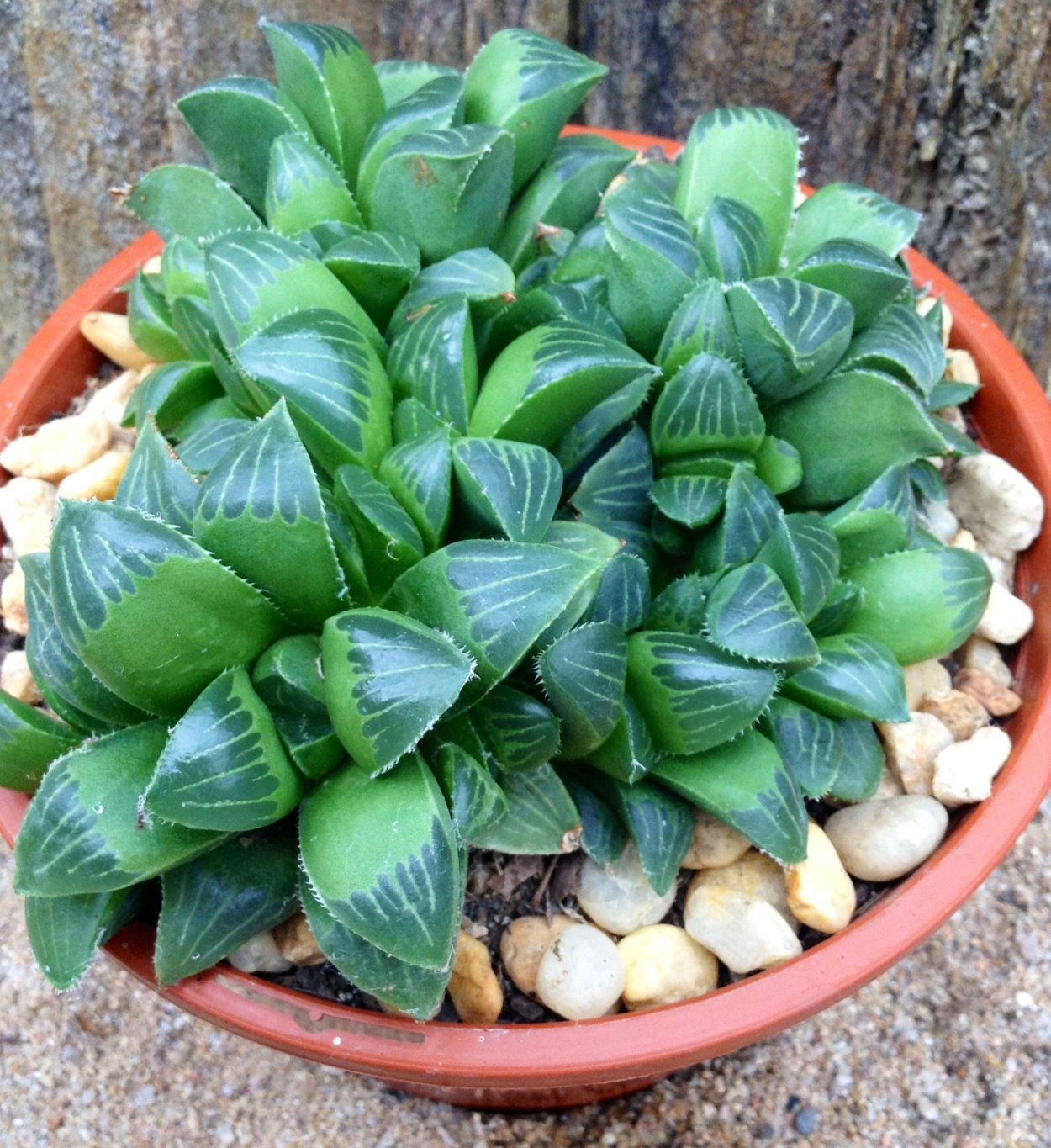 Хавортия Sansenjyu