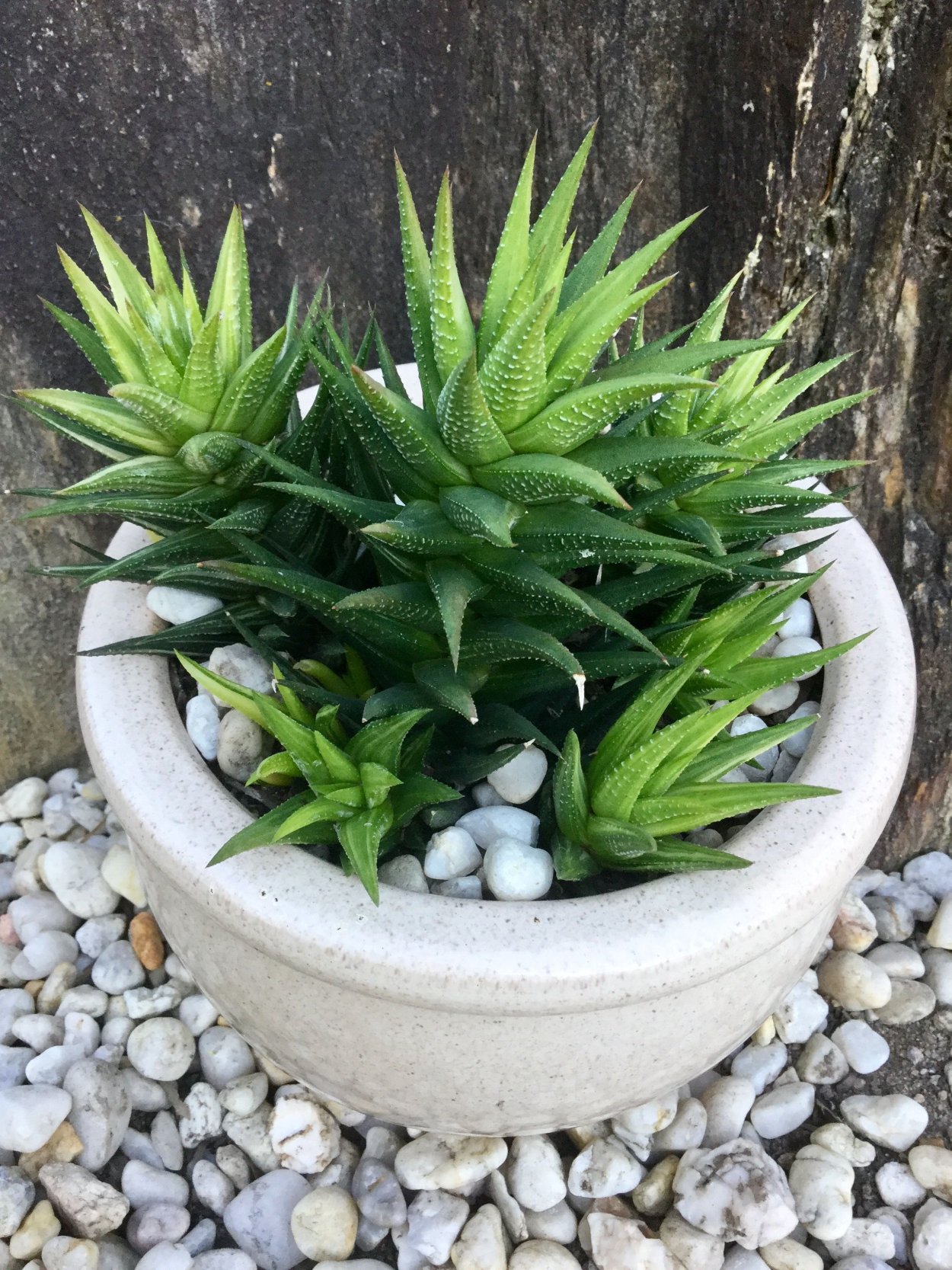 Хавортия терколистная