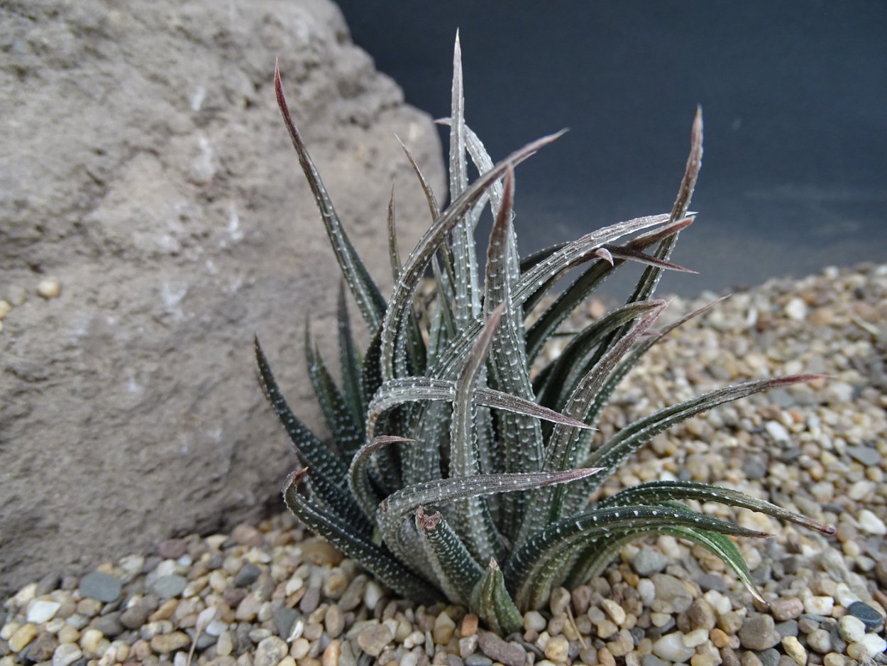 Хавортия засыхает