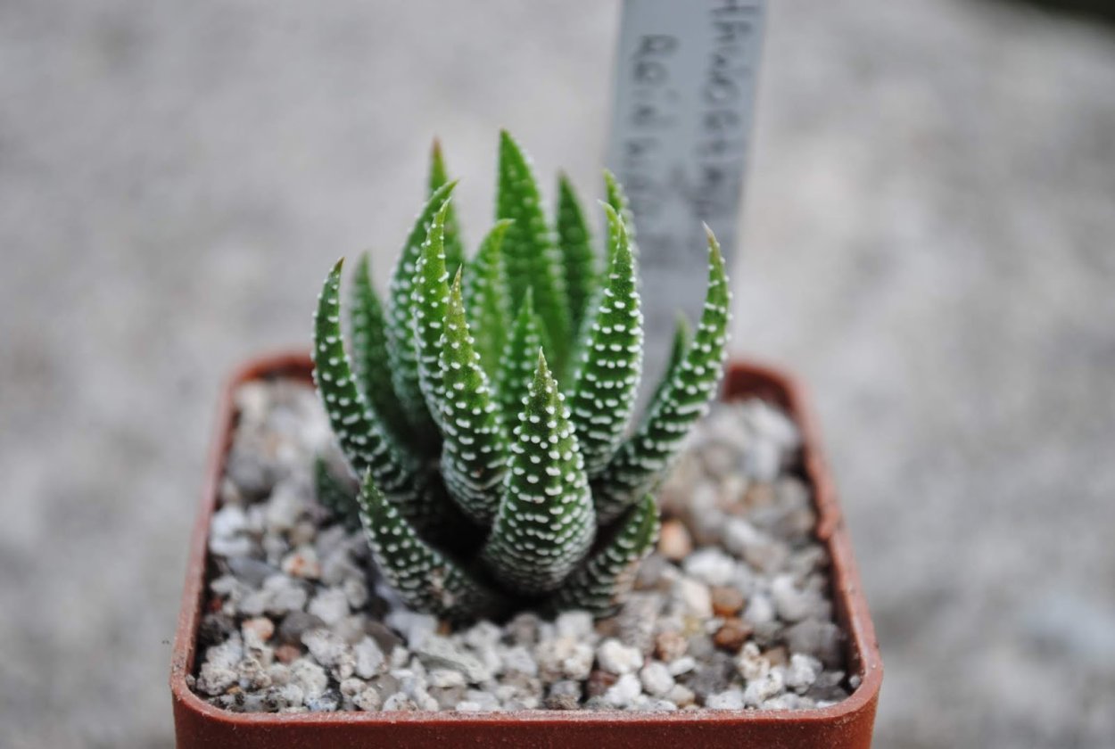 Haworthia Рейнвардта