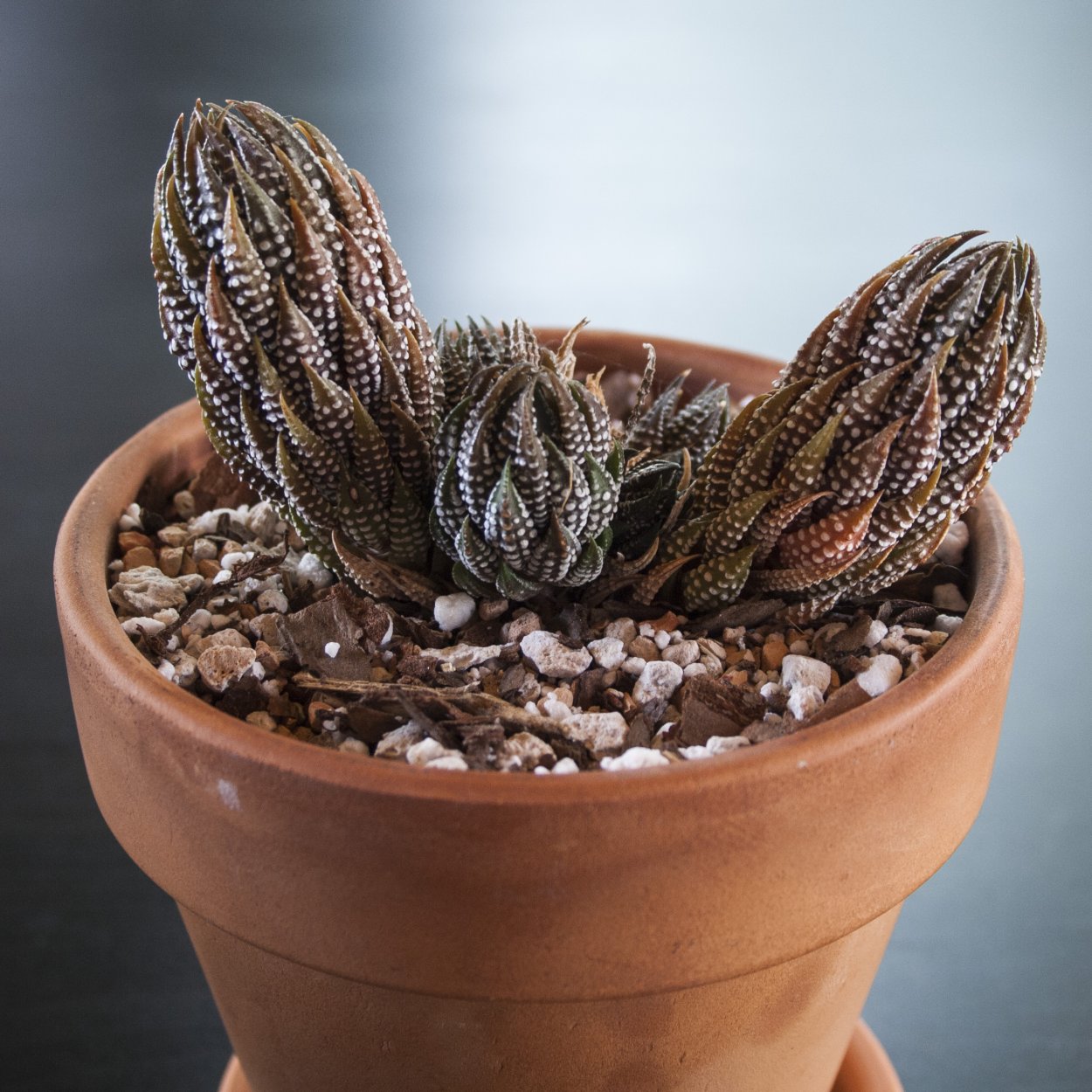 Суккулент хавортия Рейнвардта