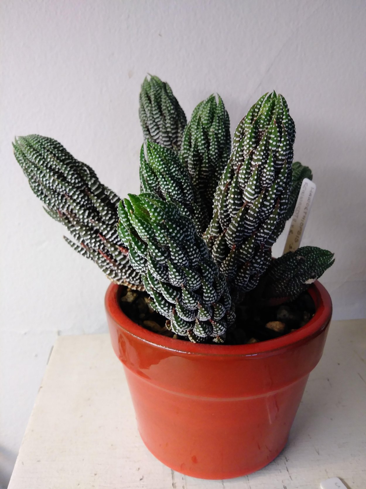 Haworthia reinwardtii