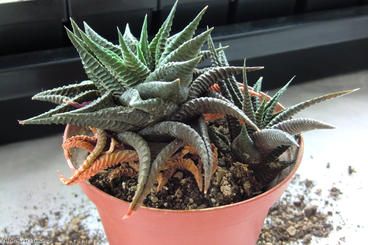 Горшок для хавортии